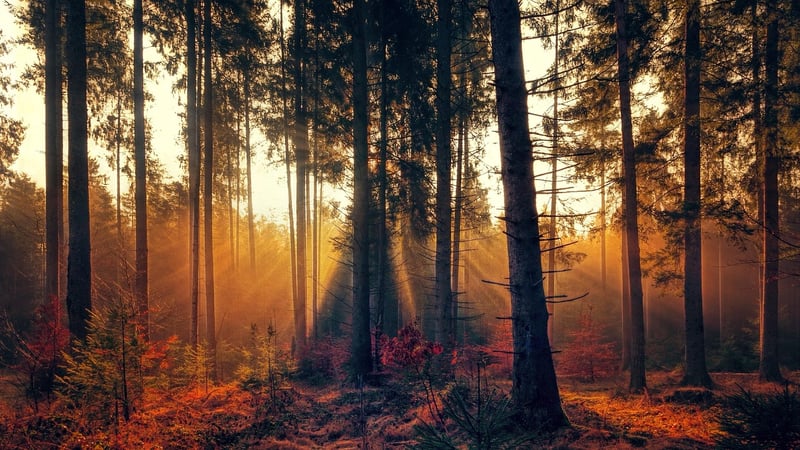 Enchanted Forest Morning